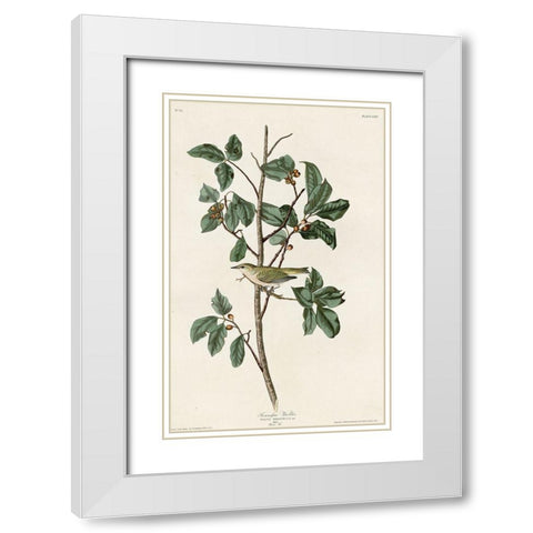 Tennessee Warbler White Modern Wood Framed Art Print with Double Matting by Vintage Apple Collection
