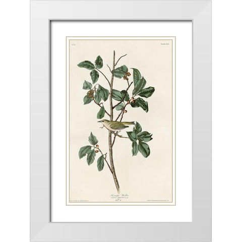Tennessee Warbler White Modern Wood Framed Art Print with Double Matting by Vintage Apple Collection
