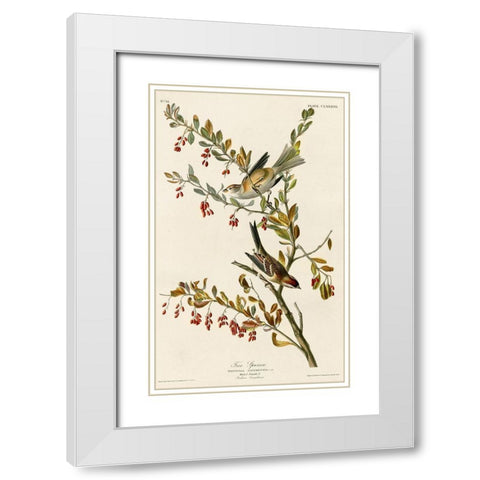 Tree Sparrow White Modern Wood Framed Art Print with Double Matting by Vintage Apple Collection