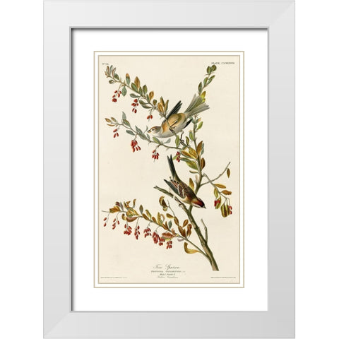 Tree Sparrow White Modern Wood Framed Art Print with Double Matting by Vintage Apple Collection