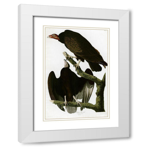 Turkey Buzzard White Modern Wood Framed Art Print with Double Matting by Vintage Apple Collection