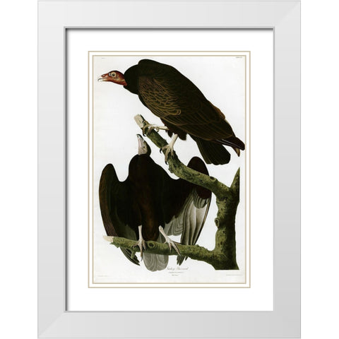 Turkey Buzzard White Modern Wood Framed Art Print with Double Matting by Vintage Apple Collection