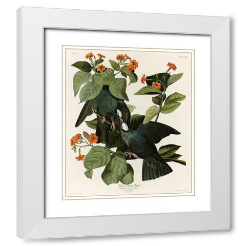 White Crowned Pigeon White Modern Wood Framed Art Print with Double Matting by Vintage Apple Collection