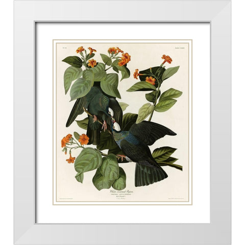 White Crowned Pigeon White Modern Wood Framed Art Print with Double Matting by Vintage Apple Collection