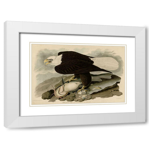 White Headed Eagle White Modern Wood Framed Art Print with Double Matting by Vintage Apple Collection