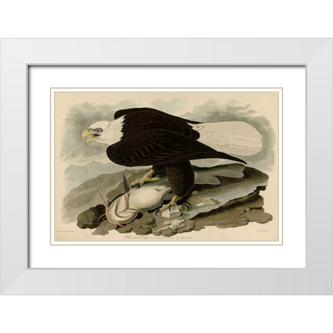 White Headed Eagle White Modern Wood Framed Art Print with Double Matting by Vintage Apple Collection