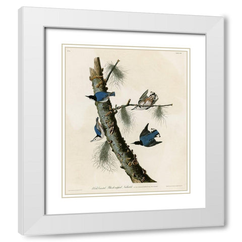 Whitebreasted Black Capped Nuthatch White Modern Wood Framed Art Print with Double Matting by Vintage Apple Collection