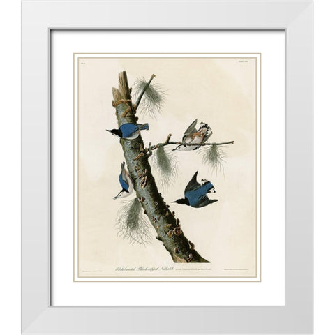 Whitebreasted Black Capped Nuthatch White Modern Wood Framed Art Print with Double Matting by Vintage Apple Collection