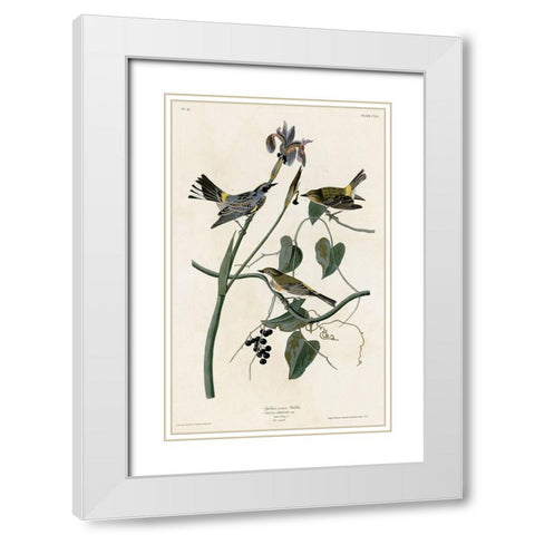 Yellow Crown Warbler White Modern Wood Framed Art Print with Double Matting by Vintage Apple Collection