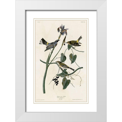 Yellow Crown Warbler White Modern Wood Framed Art Print with Double Matting by Vintage Apple Collection
