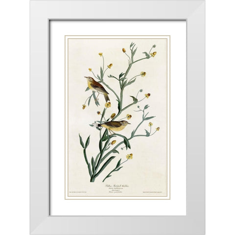 Yellow Red Poll Warbler White Modern Wood Framed Art Print with Double Matting by Vintage Apple Collection