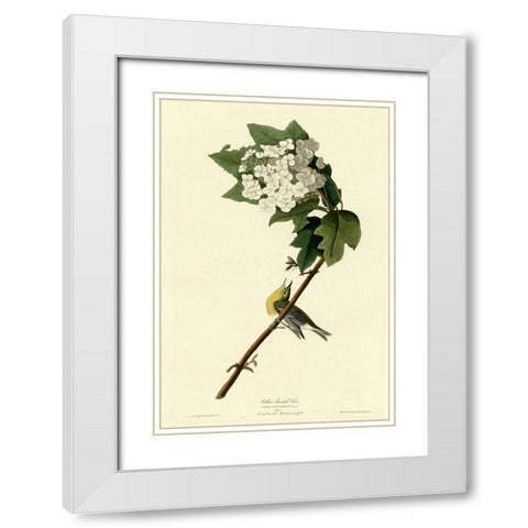 Yellow Throated Vireo White Modern Wood Framed Art Print with Double Matting by Vintage Apple Collection