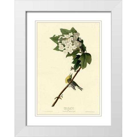 Yellow Throated Vireo White Modern Wood Framed Art Print with Double Matting by Vintage Apple Collection