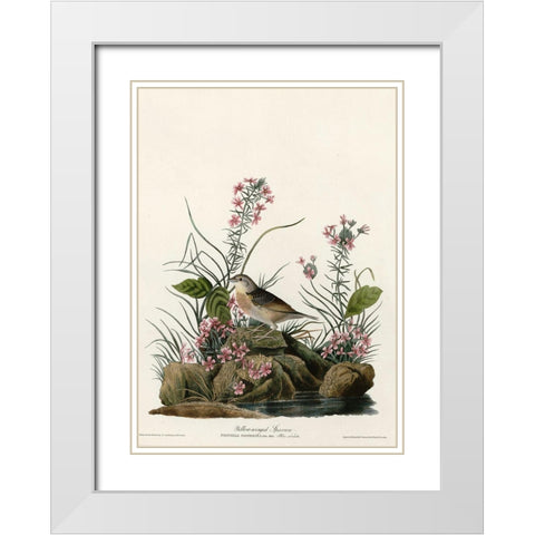 Yellow Winged Sparrow White Modern Wood Framed Art Print with Double Matting by Vintage Apple Collection