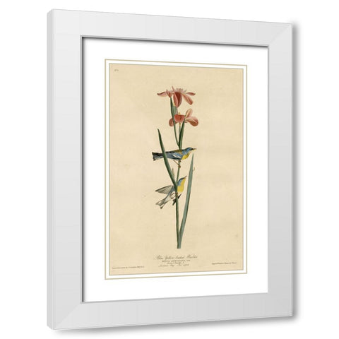 Yellowbackedwarbler White Modern Wood Framed Art Print with Double Matting by Vintage Apple Collection