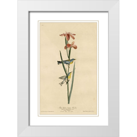 Yellowbackedwarbler White Modern Wood Framed Art Print with Double Matting by Vintage Apple Collection