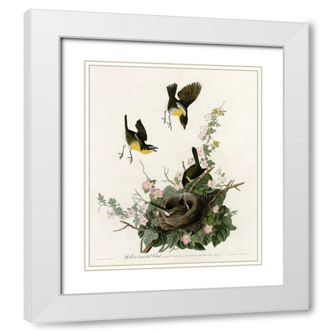 Yellowbreasted Chat White Modern Wood Framed Art Print with Double Matting by Vintage Apple Collection