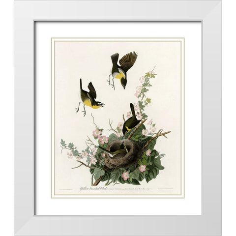 Yellowbreasted Chat White Modern Wood Framed Art Print with Double Matting by Vintage Apple Collection