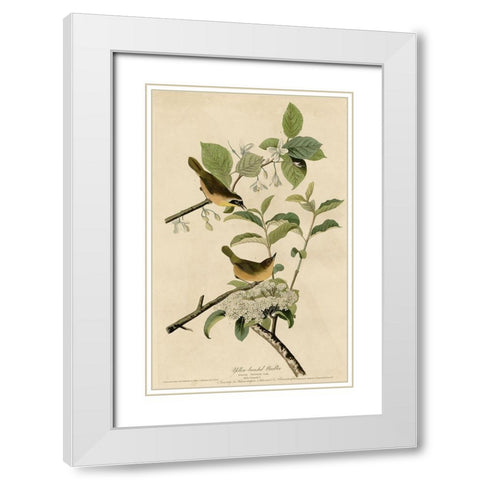 Yellowbreasted Warbler White Modern Wood Framed Art Print with Double Matting by Vintage Apple Collection