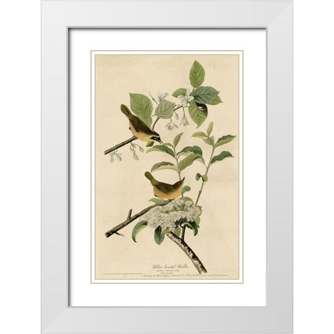 Yellowbreasted Warbler White Modern Wood Framed Art Print with Double Matting by Vintage Apple Collection