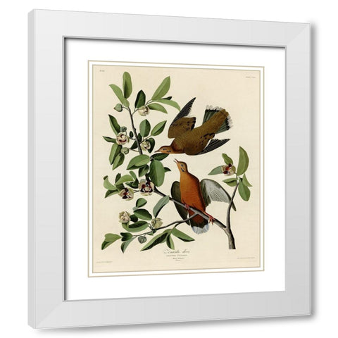 Zenaida Dove White Modern Wood Framed Art Print with Double Matting by Vintage Apple Collection