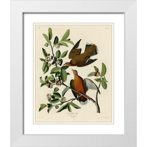 Zenaida Dove White Modern Wood Framed Art Print with Double Matting by Vintage Apple Collection