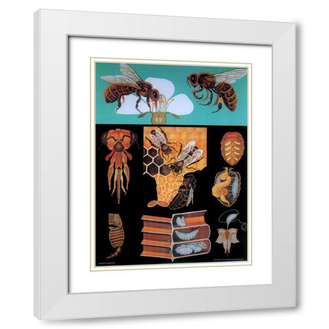 Bee White Modern Wood Framed Art Print with Double Matting by Vintage Apple Collection