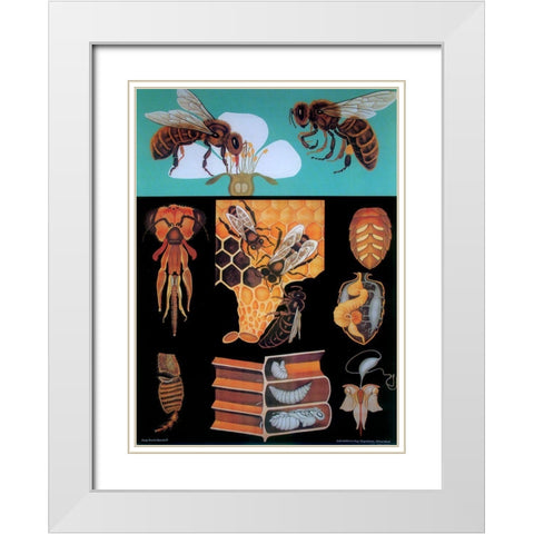 Bee White Modern Wood Framed Art Print with Double Matting by Vintage Apple Collection
