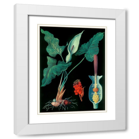 Arum White Modern Wood Framed Art Print with Double Matting by Vintage Apple Collection