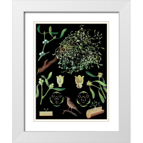 Mistletoe White Modern Wood Framed Art Print with Double Matting by Vintage Apple Collection