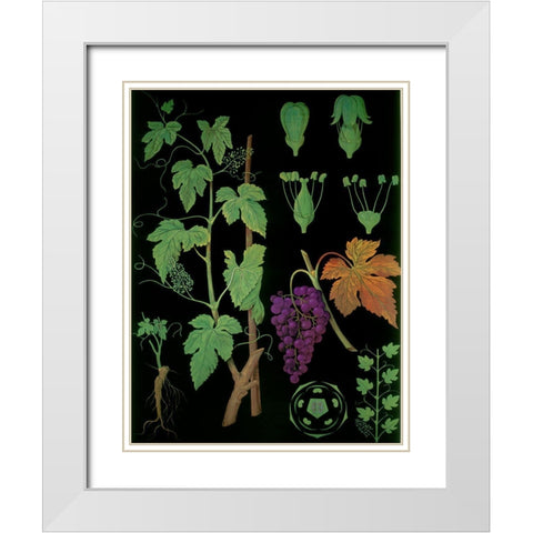 Wine Grapevine White Modern Wood Framed Art Print with Double Matting by Vintage Apple Collection