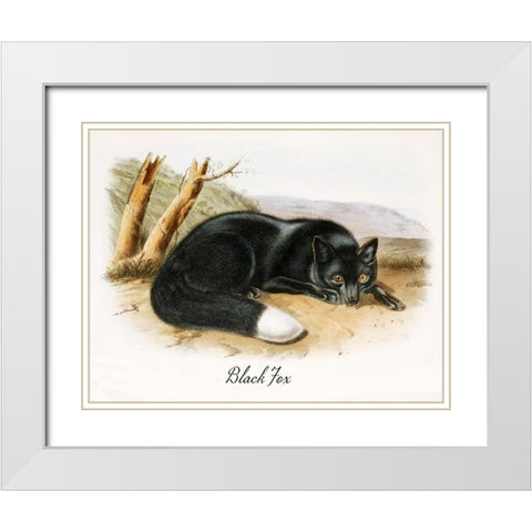 Black Fox White Modern Wood Framed Art Print with Double Matting by Vintage Apple Collection