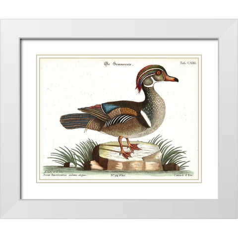 Duck White Modern Wood Framed Art Print with Double Matting by Vintage Apple Collection