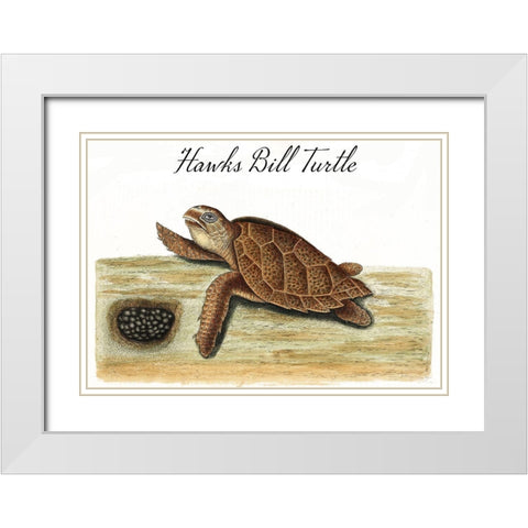 Hawks Bill Turtle White Modern Wood Framed Art Print with Double Matting by Vintage Apple Collection