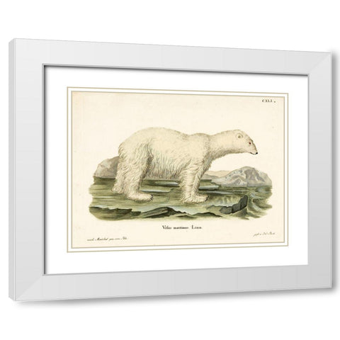 Polar Bear. II White Modern Wood Framed Art Print with Double Matting by Vintage Apple Collection
