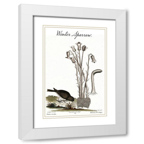Winter Sparrow White Modern Wood Framed Art Print with Double Matting by Vintage Apple Collection