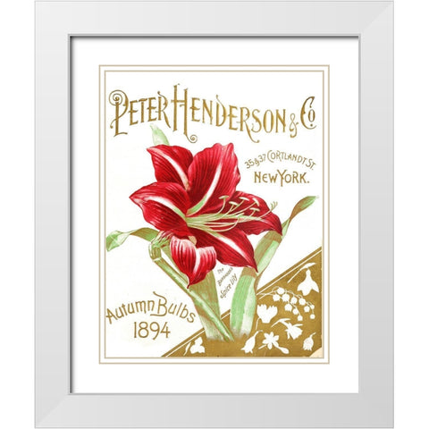 Henderson Amaryllis White Modern Wood Framed Art Print with Double Matting by Vintage Apple Collection