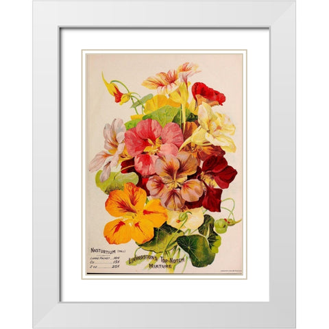 Nasturtium White Modern Wood Framed Art Print with Double Matting by Vintage Apple Collection