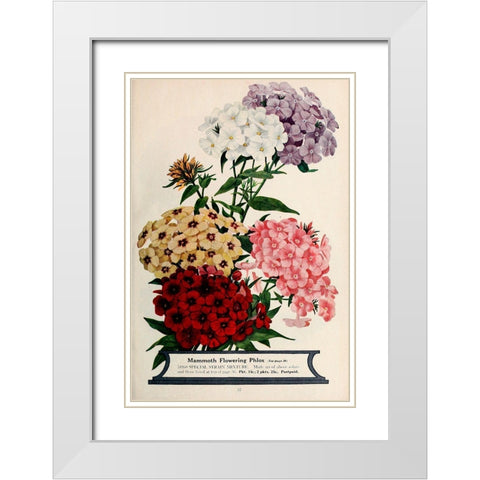 Phlox White Modern Wood Framed Art Print with Double Matting by Vintage Apple Collection