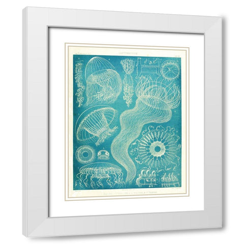 Jellyfish Sealife White Modern Wood Framed Art Print with Double Matting by Vintage Apple Collection