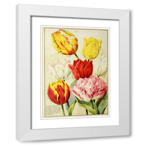 catalogueofautum1900_tulips White Modern Wood Framed Art Print with Double Matting by Vintage Apple Collection