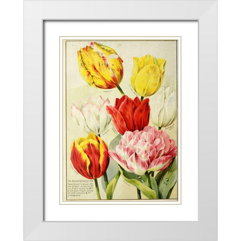 catalogueofautum1900_tulips White Modern Wood Framed Art Print with Double Matting by Vintage Apple Collection