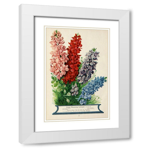 childs_larkspur White Modern Wood Framed Art Print with Double Matting by Vintage Apple Collection