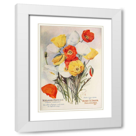 poppies-dreer1907 White Modern Wood Framed Art Print with Double Matting by Vintage Apple Collection