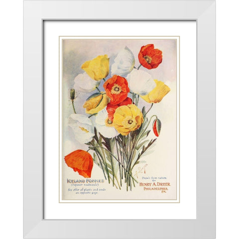 poppies-dreer1907 White Modern Wood Framed Art Print with Double Matting by Vintage Apple Collection