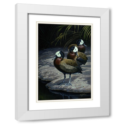 White Faced Whistleing Ducks White Modern Wood Framed Art Print with Double Matting by Goebel, Wilhelm