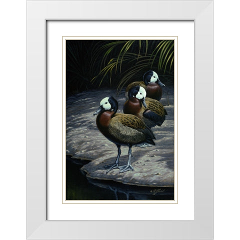 White Faced Whistleing Ducks White Modern Wood Framed Art Print with Double Matting by Goebel, Wilhelm