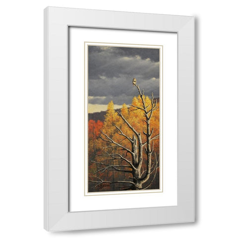 Red-Tailed Hawk In An Old Pine White Modern Wood Framed Art Print with Double Matting by Goebel, Wilhelm