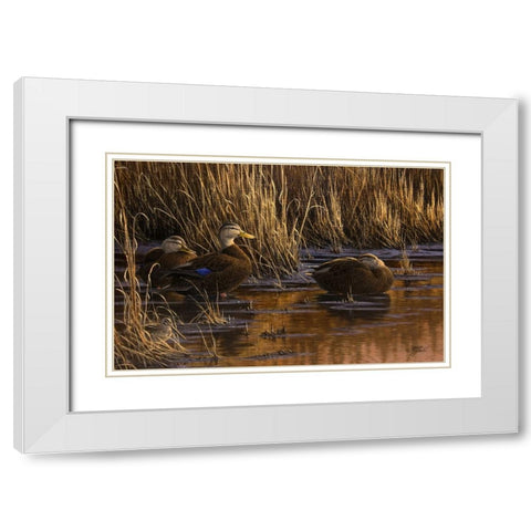 Belly Deep and Half Asleep White Modern Wood Framed Art Print with Double Matting by Goebel, Wilhelm