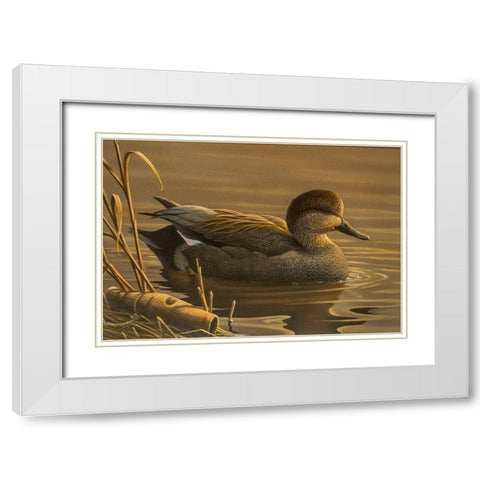 Gadwall White Modern Wood Framed Art Print with Double Matting by Goebel, Wilhelm